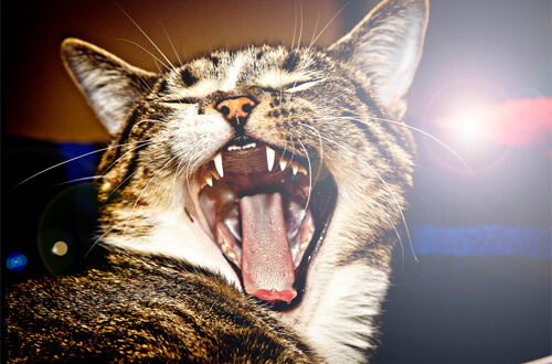 lens-flare-photography