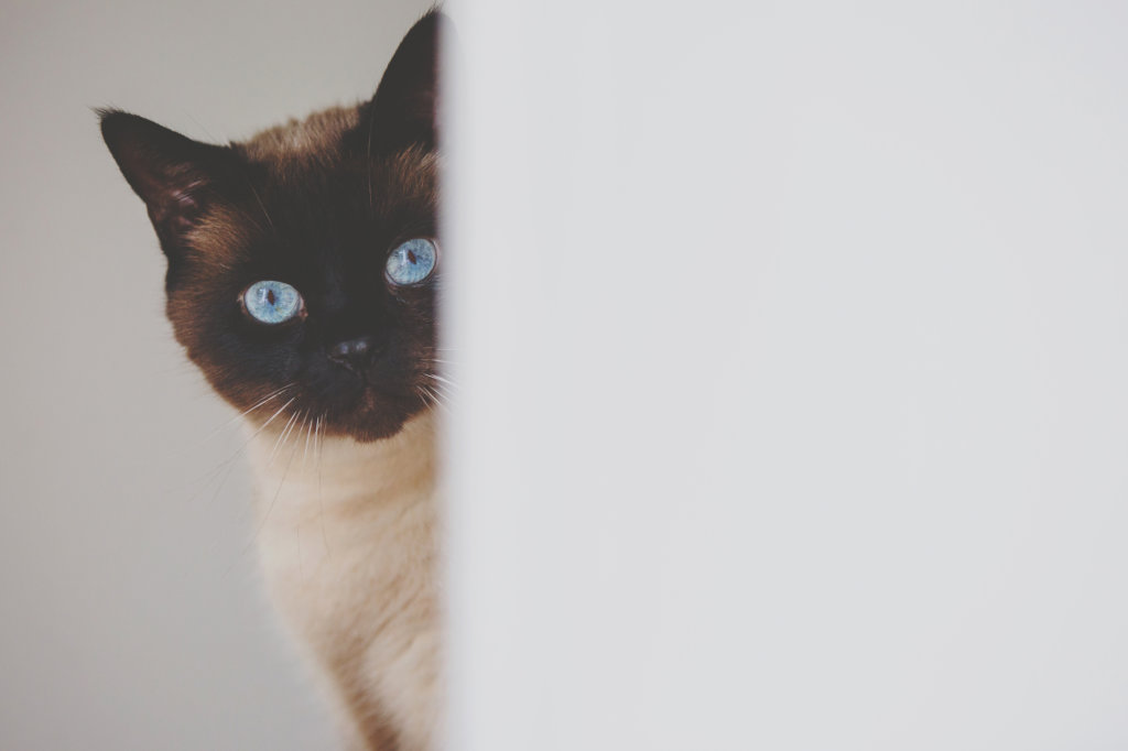 cat around the corner