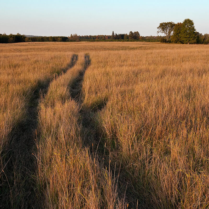 field with car tracks