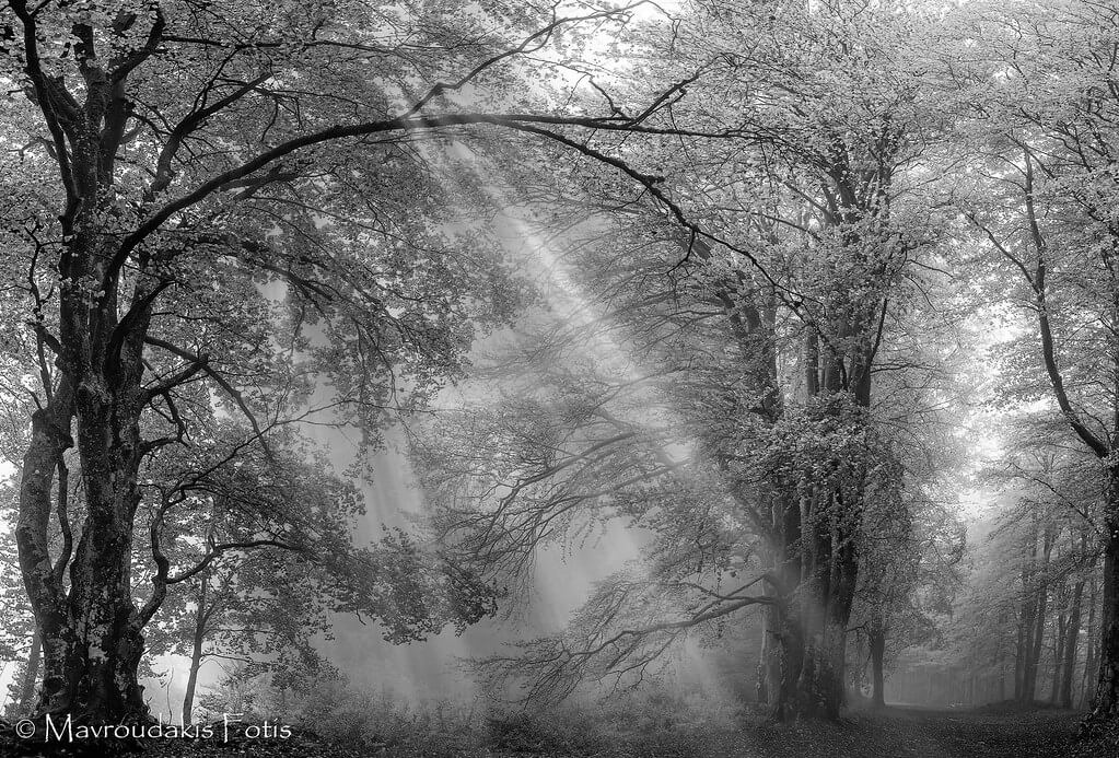 Fotis Mavroudakis - Seeking forrest silence