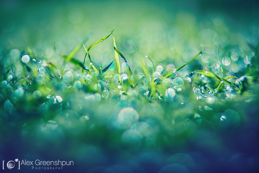 Alex Greenshpun - dew grass