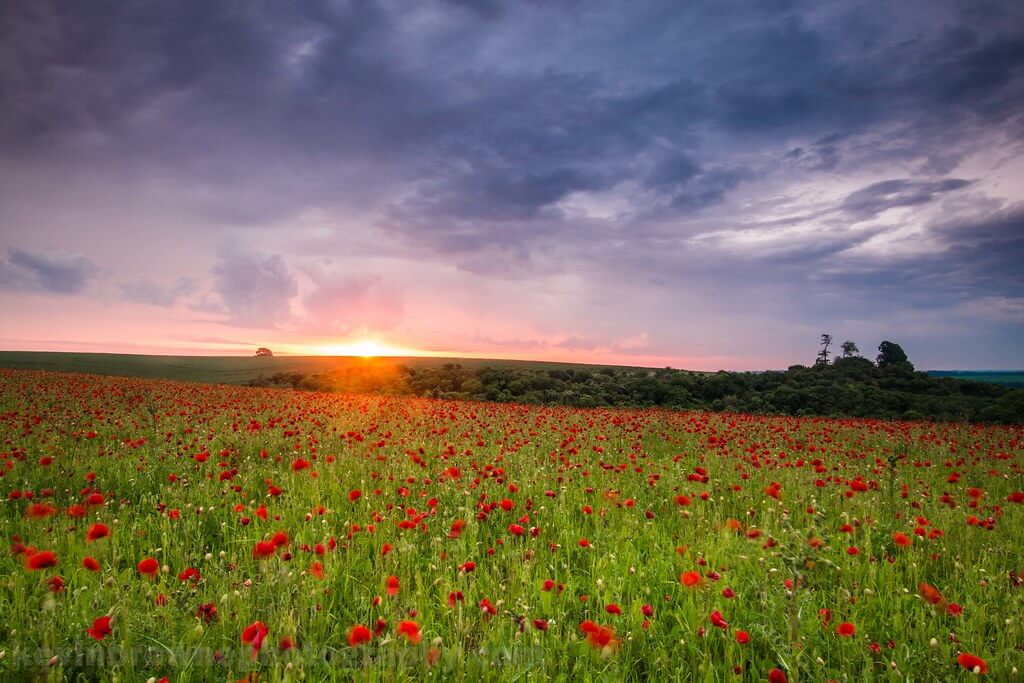 Kev Browne - Sunrise over a poppy field near Wherwell, Hampshire