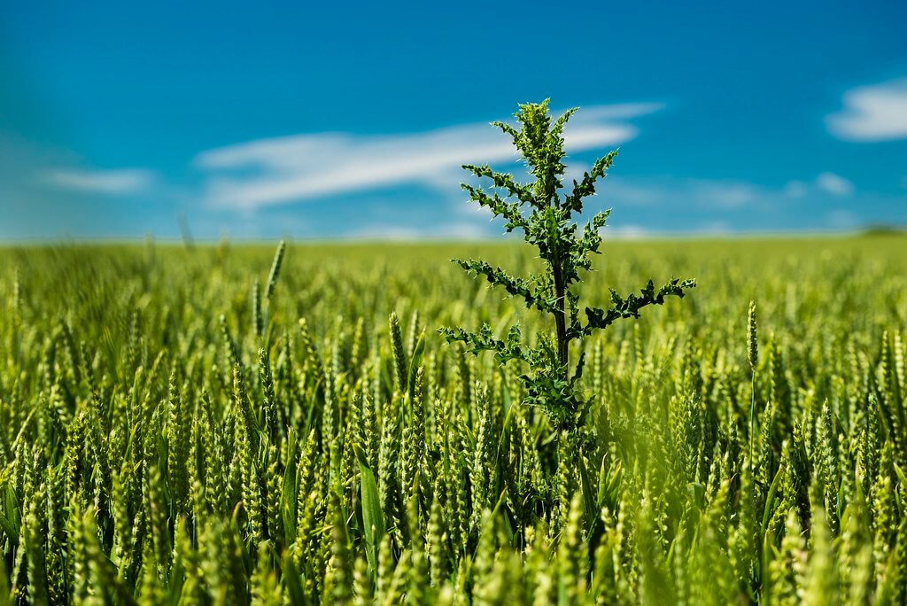 nicolas bello - Campagne Pas de Calais