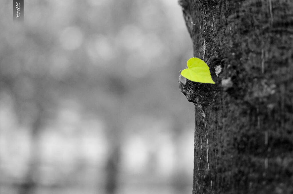 Yann Gar - Tree Leaf Heart