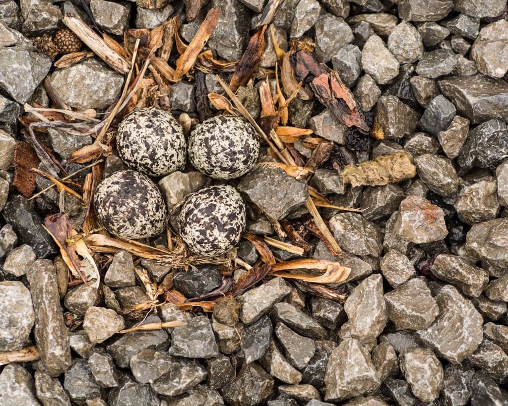 Karen Link - Kill Deer Eggs on Nest