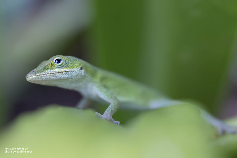 lensbaby 56 sample image gecko