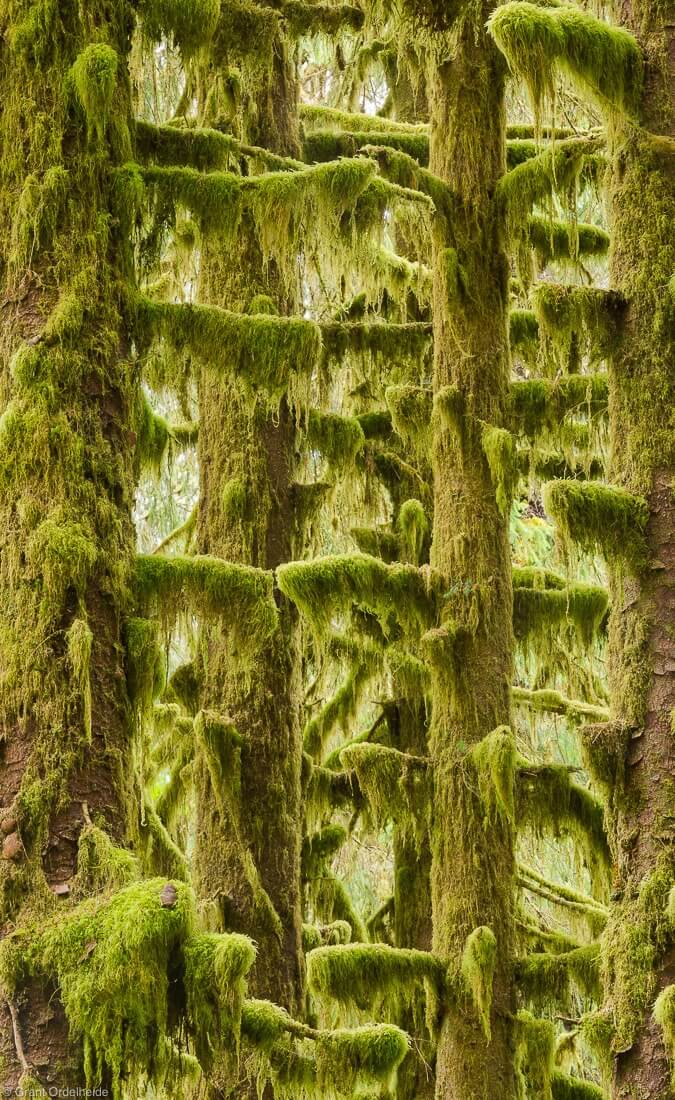 Moss covered trees in the Hoh Rainforest in Washington's Olympic National Park.