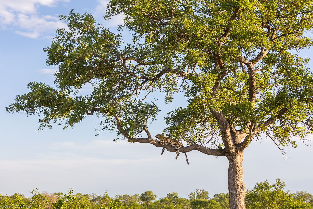 female leopard - sabi sands game reserve