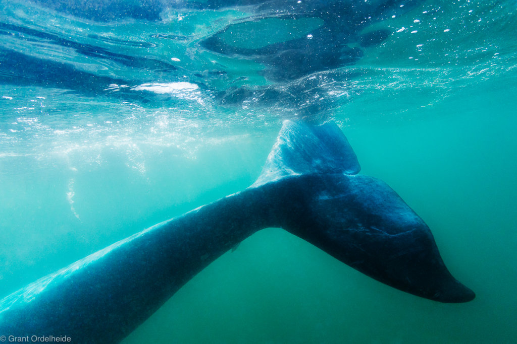 Underwater Whale Tail