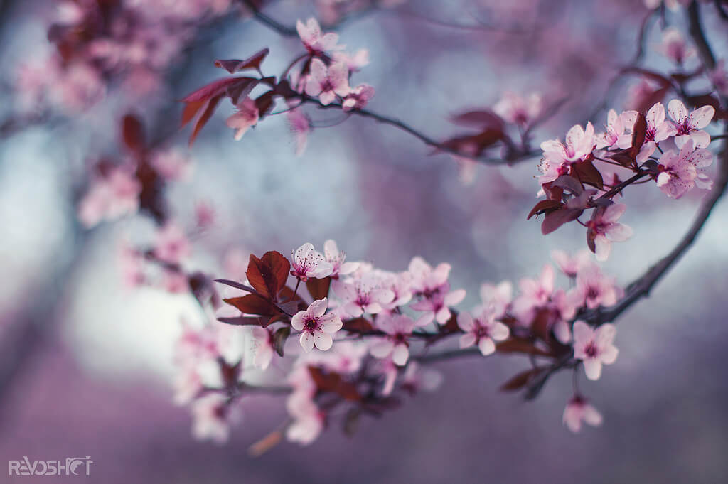 Yane Naumoski - Spring cherry blossoms - pictures of flowers