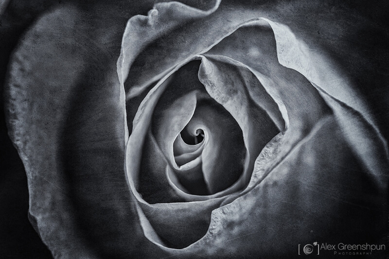 Alex Greenshpun — rose in black and white