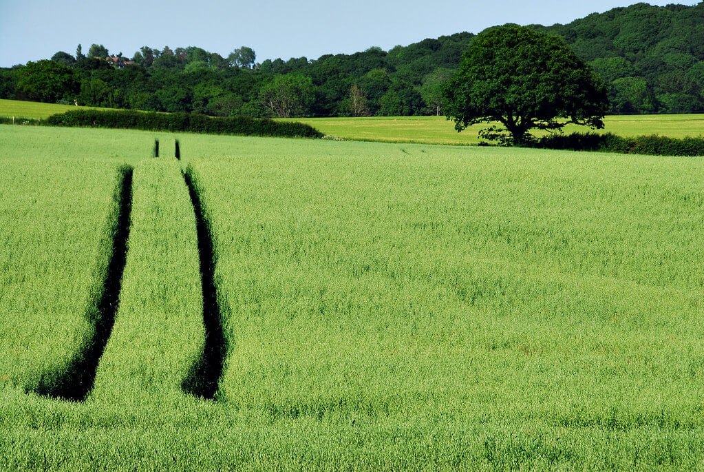Richard Watkins LRPS - Crop Lines at Bonnington