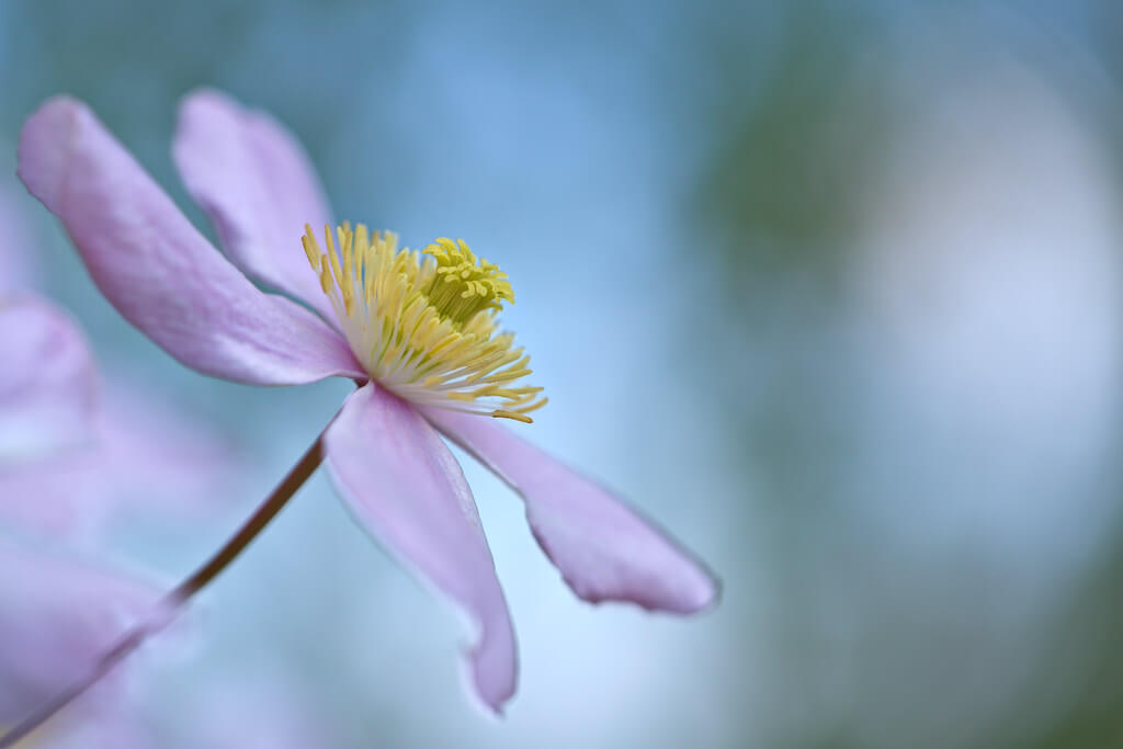 Peter Stenzel - Clematis