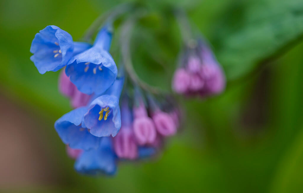 Bernie Kasper - Virginia Bluebells