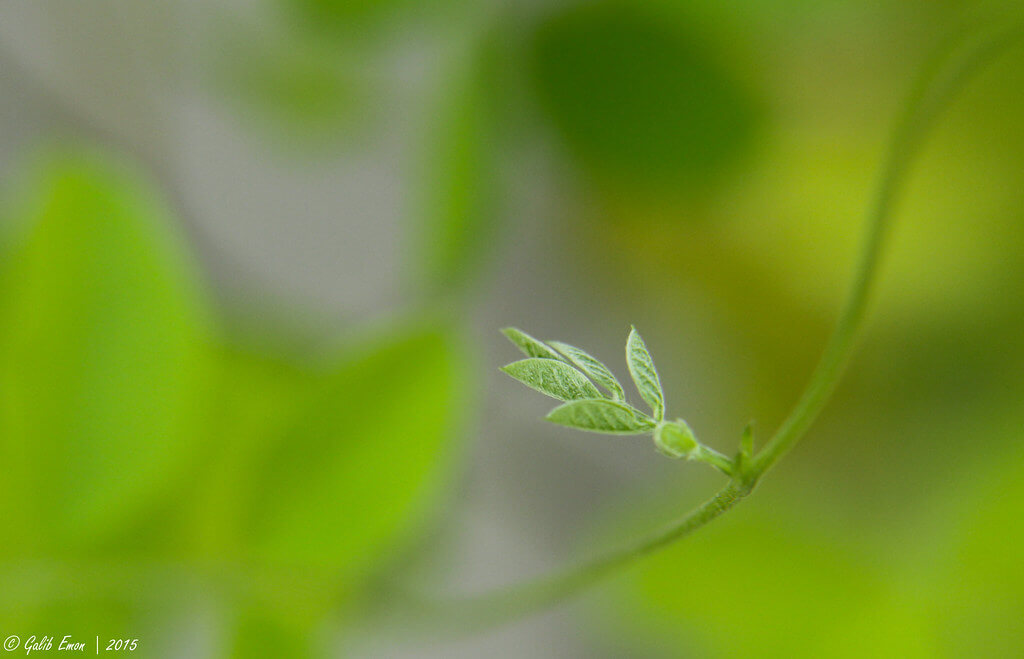 Galib Emon - new leaf