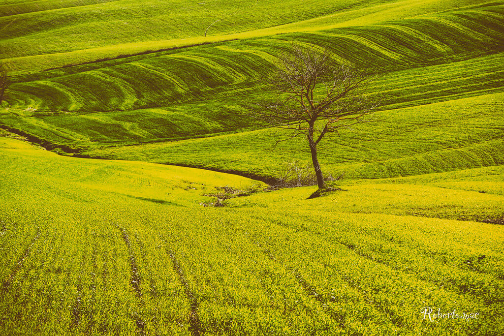Roberto.mac. - bare tree in green field