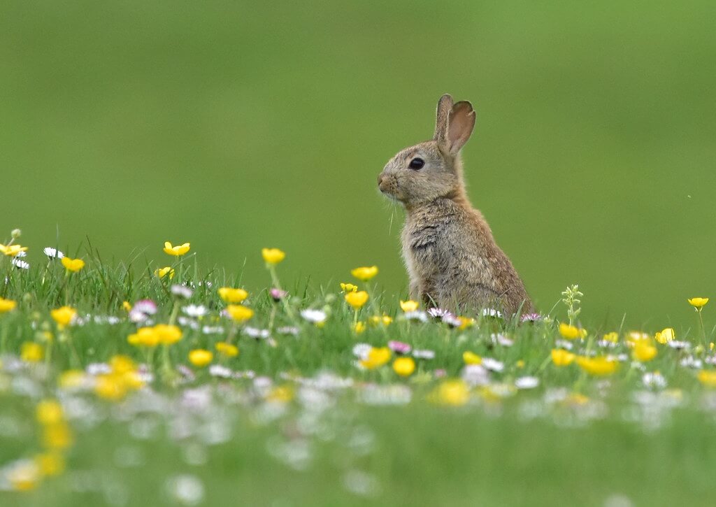 Rosie Chilton - Baby rabbit