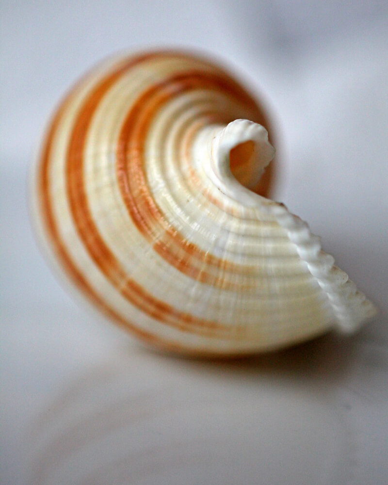 still life photography shell