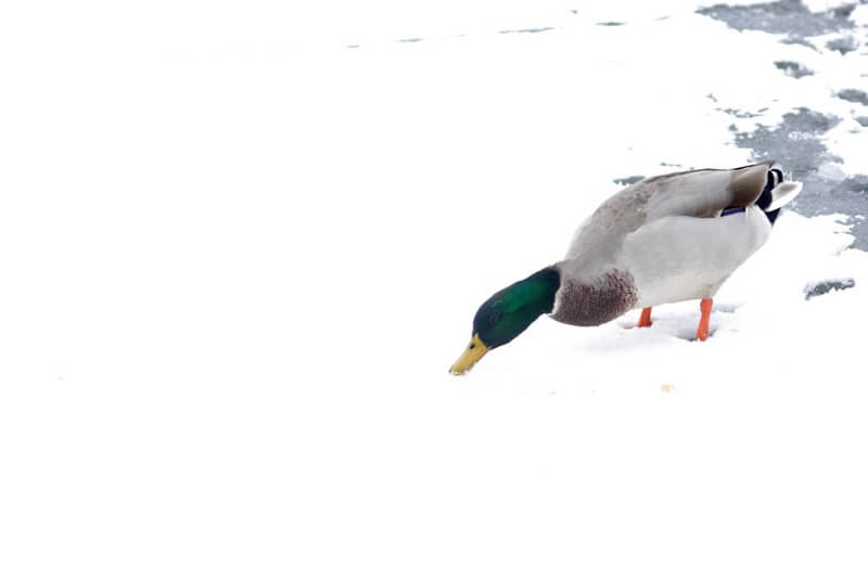 Lali Masriera - carla bruni:at last the secret is out